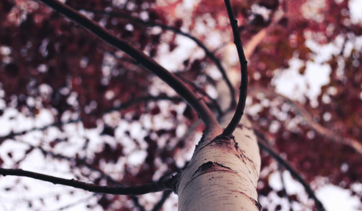 Ein Baum während der Herbstzeit