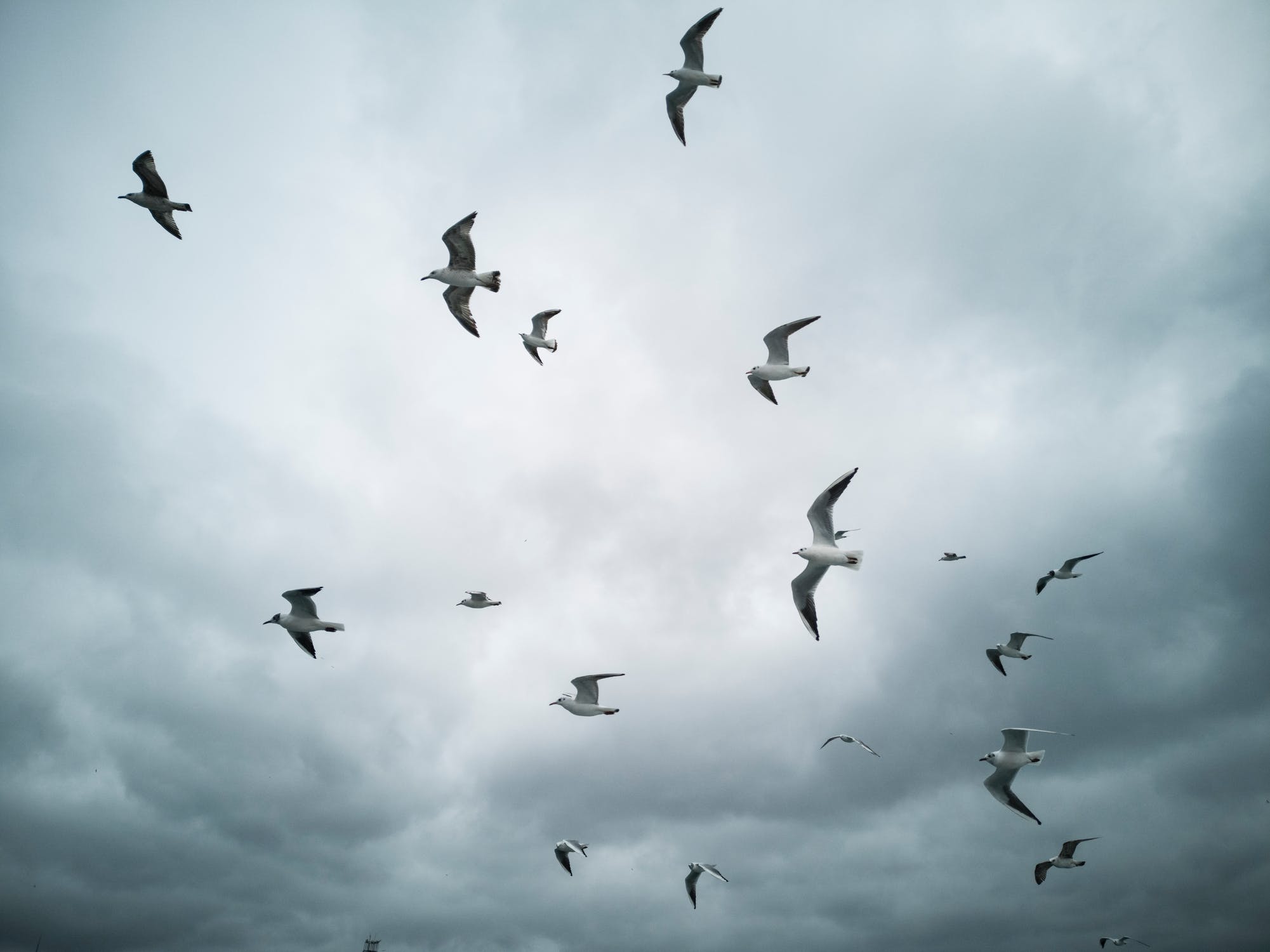 Möwen fliegen unter einem grauen Wolkenhimmel